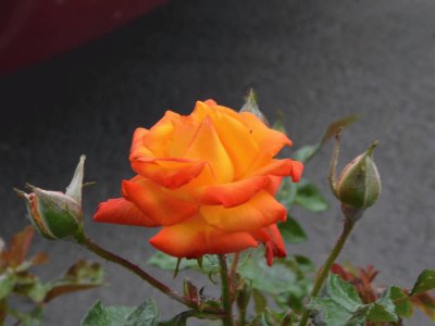 rose