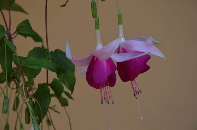 fuchsia jigsaw puzzle