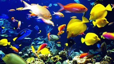 Fishes jigsaw puzzle