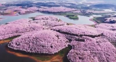 Aerial  View of China 's Cherry Blossoms jigsaw puzzle