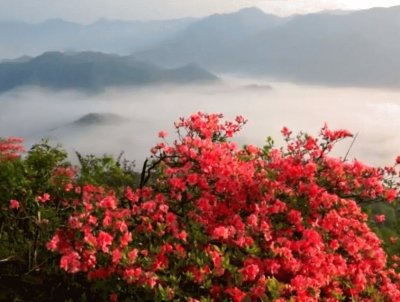 Cherry Blossoms in East Asia jigsaw puzzle