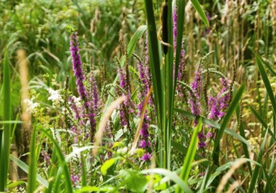 Lavender jigsaw puzzle