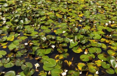 LilyPads jigsaw puzzle