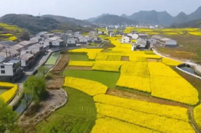 פאזל של Rapeseed bloom in Ghanzhou