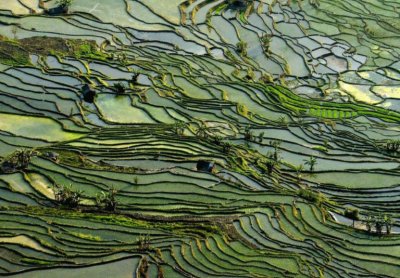 Rice Terraces in Honghe jigsaw puzzle