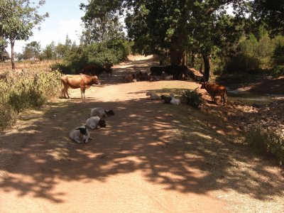 פאזל של NANYUKI