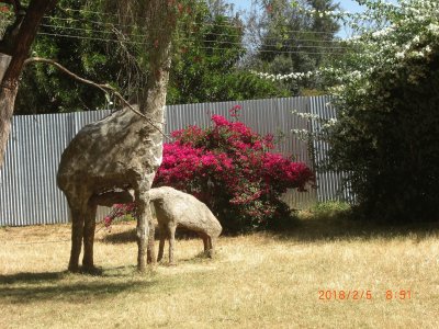 פאזל של NANYUKI