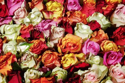 Roses jigsaw puzzle