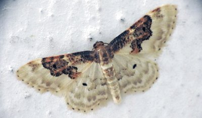 Idaea rusticata