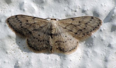 Idaea seriata jigsaw puzzle