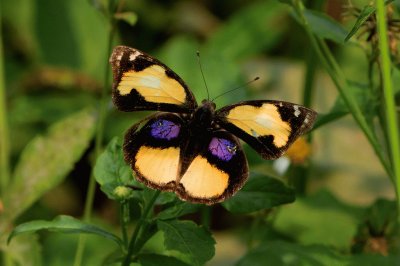 פאזל של Junonia hierta