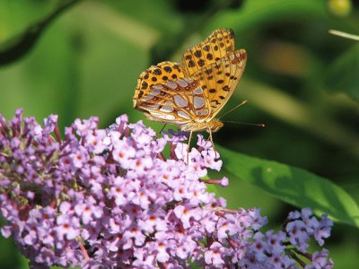 פאזל של Lathonia