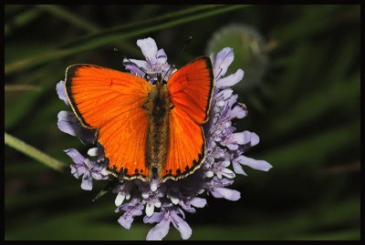 Licena della verga d 'oro