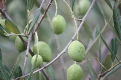 פאזל של olivo