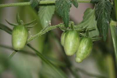 פאזל של tomatitos verdes