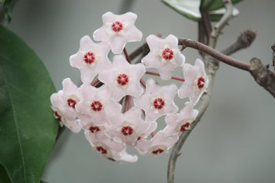 flor de nÃ¡car