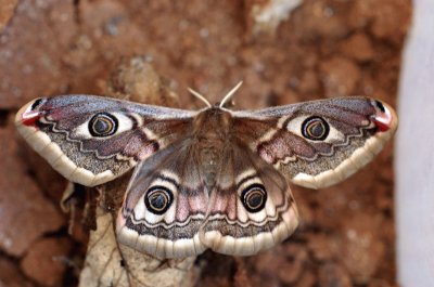 פאזל של Pavonia minore