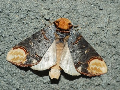 פאזל של Phalera bucephala
