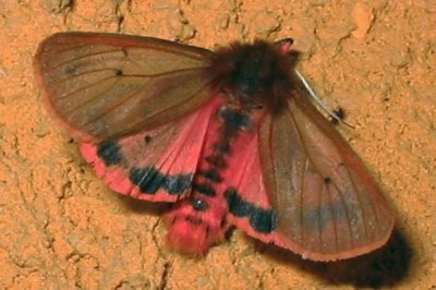 פאזל של Pharagmatobia fuliginosa