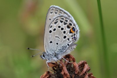 פאזל של Plebejus opitilete