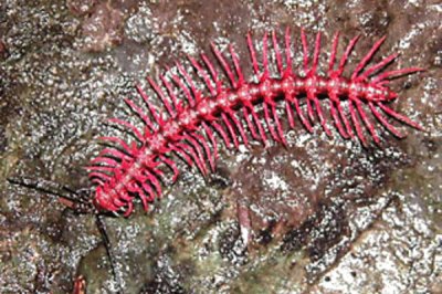 Millepiedi rosa