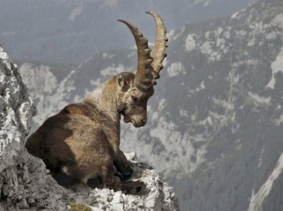 Capra di montagna