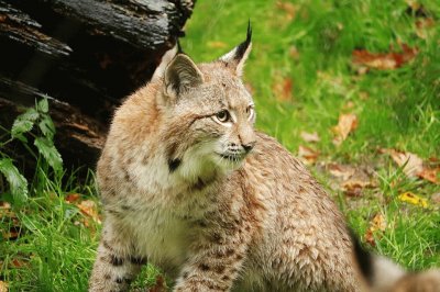 Lince canadese