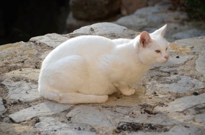 Domestico bianco
