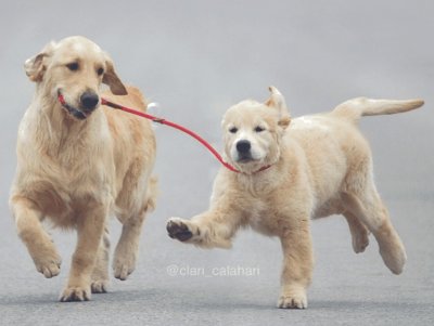 dogs playing jigsaw puzzle