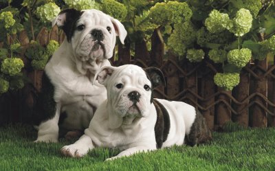 dogs in the garden jigsaw puzzle