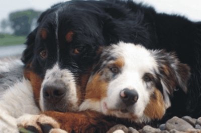 dogs jigsaw puzzle