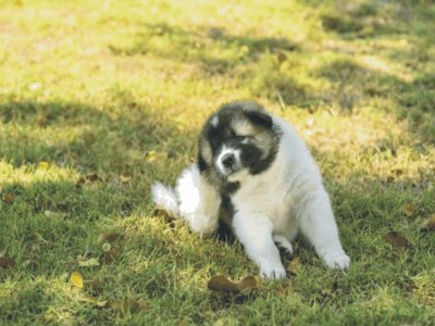 dog jigsaw puzzle