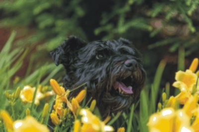 dog in flowers