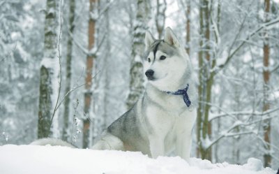 dog in the snow