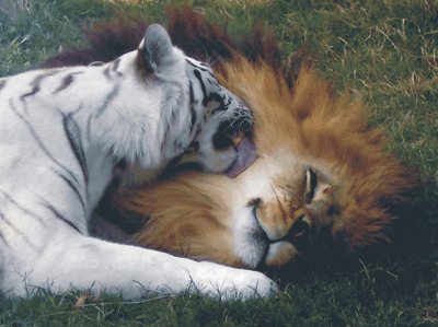 lion and tiger