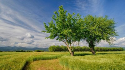 nature jigsaw puzzle