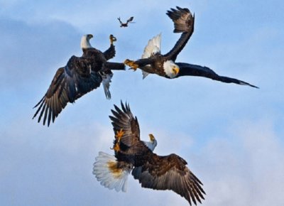 PLEITO DE AGUILAS