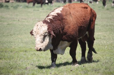 Hereford jigsaw puzzle