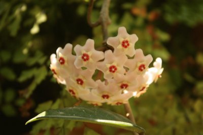 Otra flor de nÃ¡car