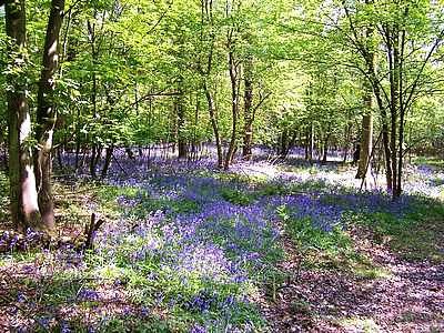 פאזל של Bluebell Wood