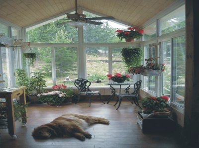 Dog lying in living room