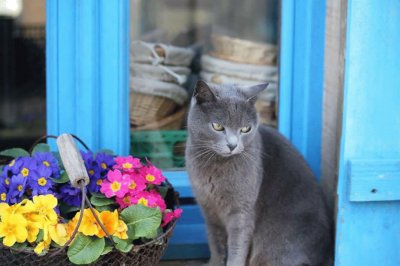 springtime cat jigsaw puzzle