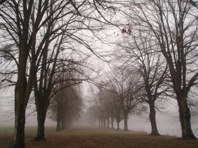 brume Ã  la FertÃ©-Vidame jigsaw puzzle