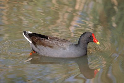 Gallinula telebrosa
