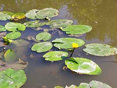 Lily Pads jigsaw puzzle