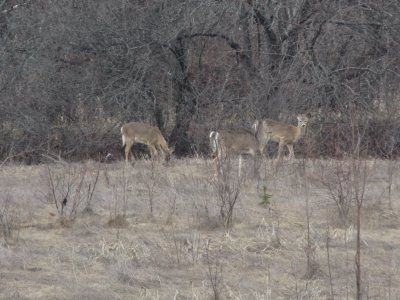 פאזל של Yeah!  The deer are back again this year!