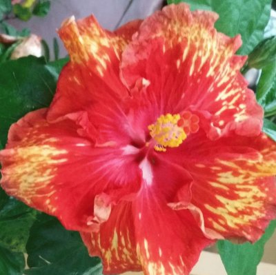 Hibiscus13 jigsaw puzzle