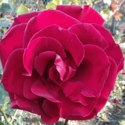 Rosa roja jigsaw puzzle