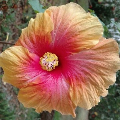 Hibiscus14 jigsaw puzzle