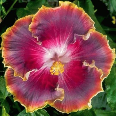 Hibiscus16 jigsaw puzzle